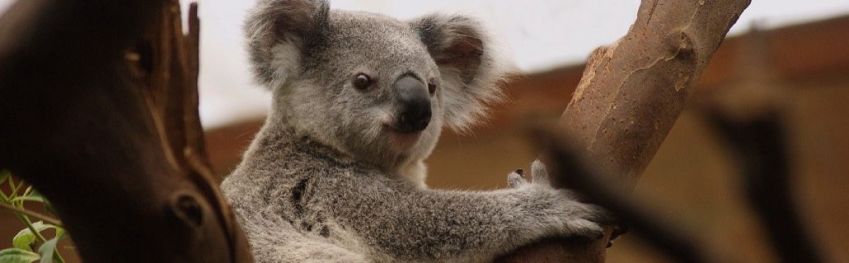 Koala in Australien3