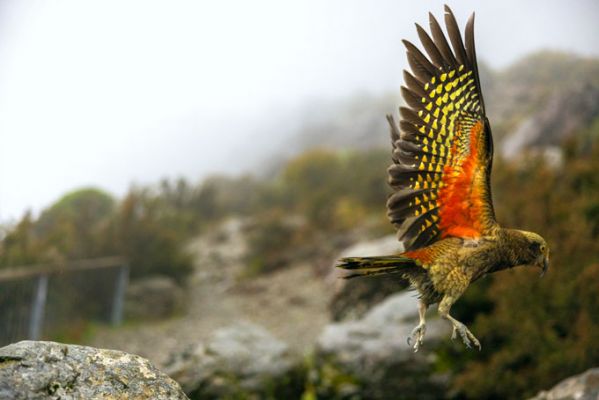 NeuseelandChristchurch Vogel