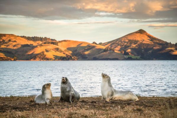 NeuseelandDunedin Robbe