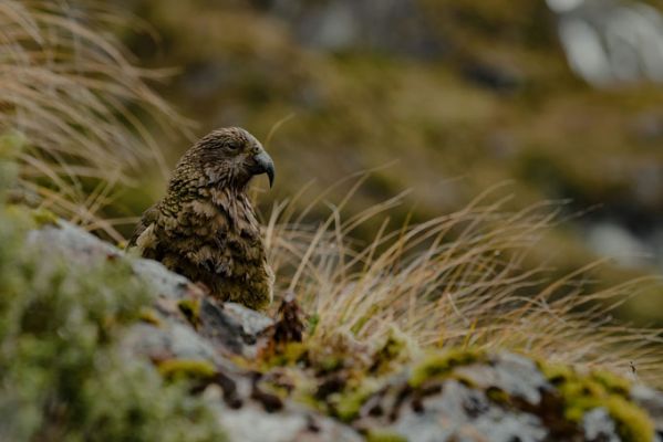 NeuseelandTe AnauVogel