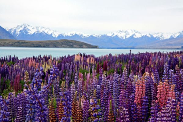 NeuseelandLake TekapoBlumenwiese