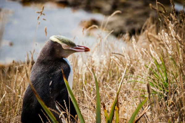 NeuseelandOtago PeninsulaPinguin