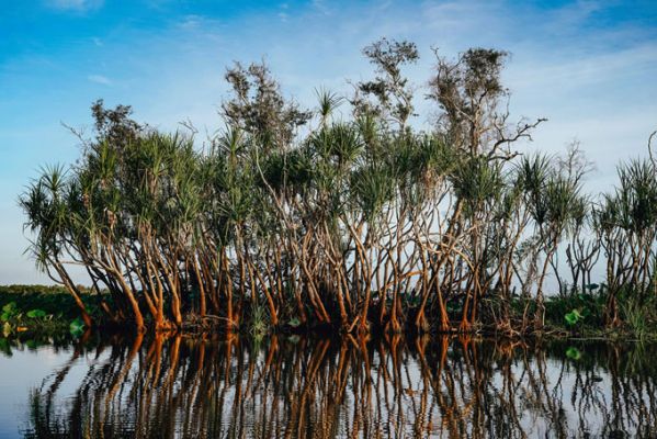 AustralienNorthernTerritoryKakaduYellow River